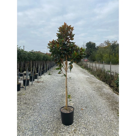 Örökzöld liliomfa   MAGNOLIA GRANDIFLORA LITTLE GEM T1/2 K18