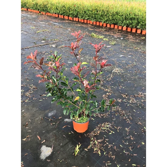 Örökzöld korallberkenye   PHOTINIA FRASERI PINK MARBLE K5 
