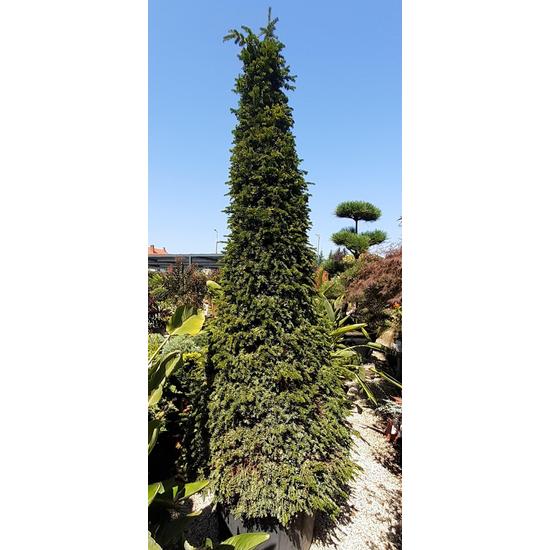 Közönséges tiszafa   TAXUS BACCATA KÚP K150 