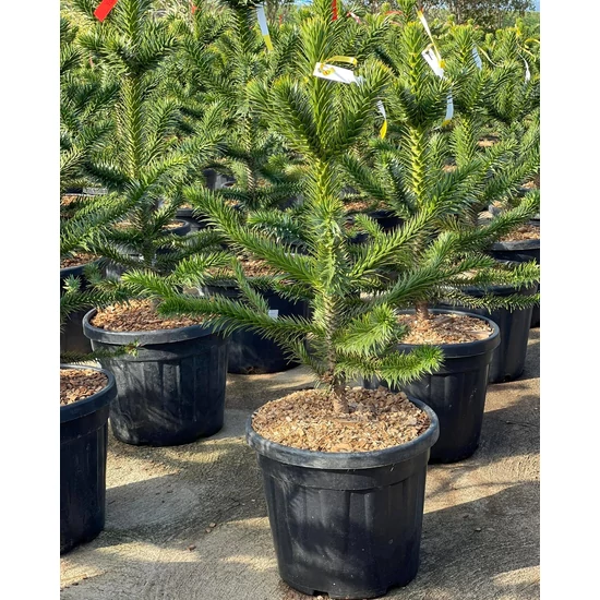 Chilei fenyő   ARAUCARIA ARAUCANA 70/80 K30