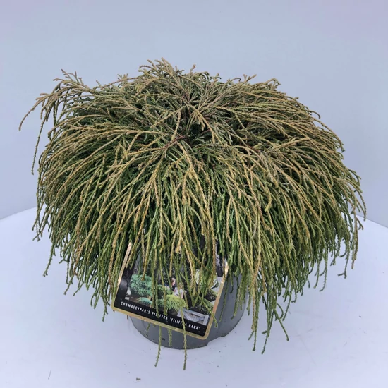 Szavára álciprus   CHAMAECYPARIS PISIFERA FILIFERA NANA 30/40 K8