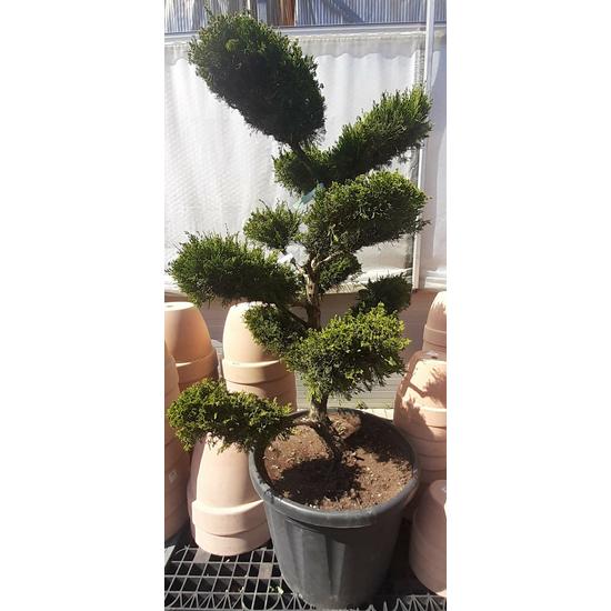 Terülő boróka   JUNIPERUS MEDIA MINT JULEP BONSAI 120/130 K110