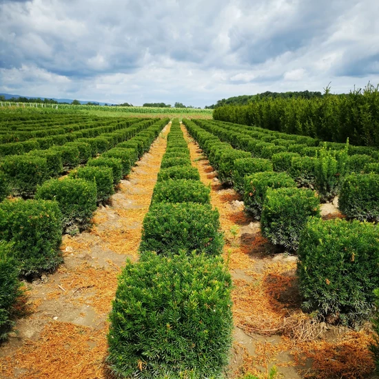 Oszlopos tiszafa TAXUS MEDIA GROENLAND KOCKÁRA NYÍRT 40×40*