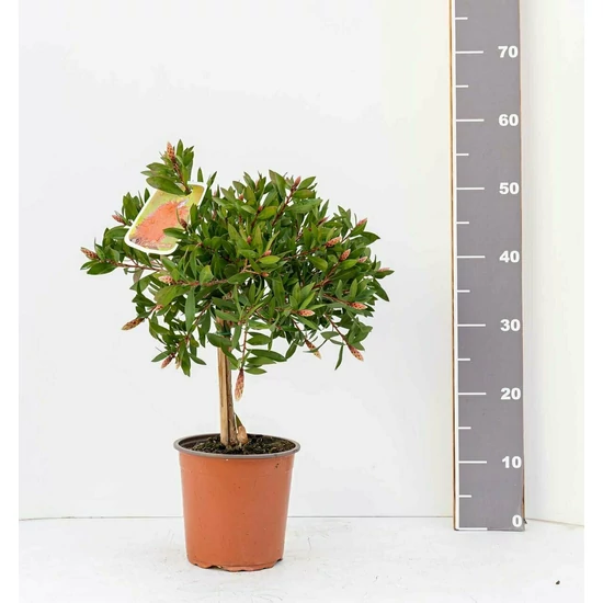 Kefevirág   CALLISTEMON SPLENDENS T30 30/35 K3