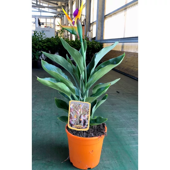 Papagájvirág   STRELITZIA REGINAE K9