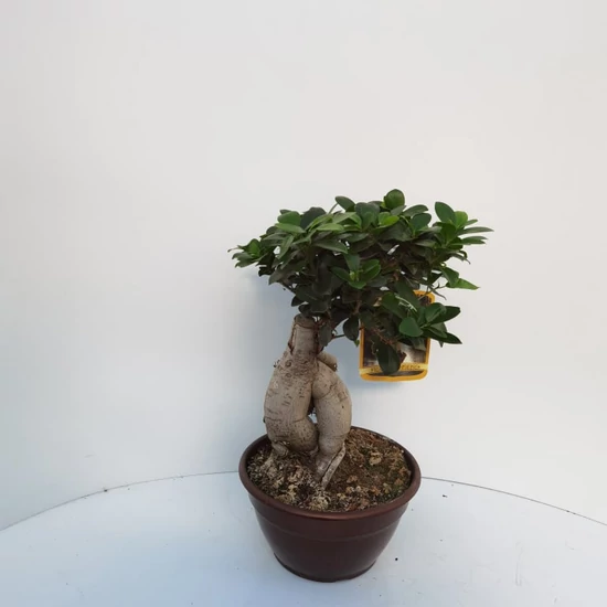 Fikusz bonsai BONSAI 50CM K3  