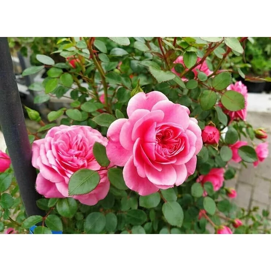 Rózsa RÓZSA PIRAMISRA FUTTATVA 90CM K5