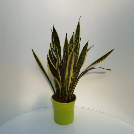 Anyósnyelv 80CM ZÖLD CSERÉPBEN K9 