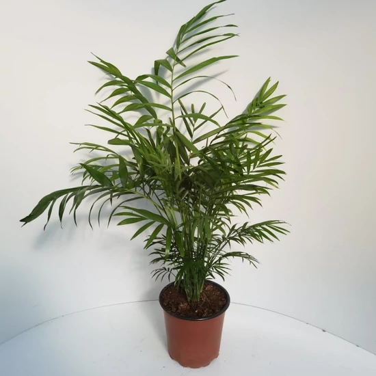 Gyompálma CHAMAEDOREA  ELEGANS 60CM K3