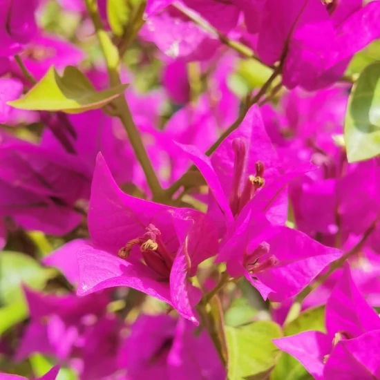 Murvafürt   BOUGAINVILLEA ALEXANDRA T1/2 K5