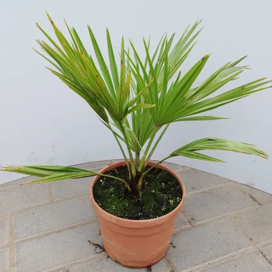 Törpe lószőrpálma  CHAMAEROPS HUMILIS 30CM K4