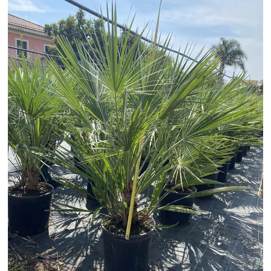 Törpe lószőrpálma  CHAMAEROPS HUMILIS 90CM K12
