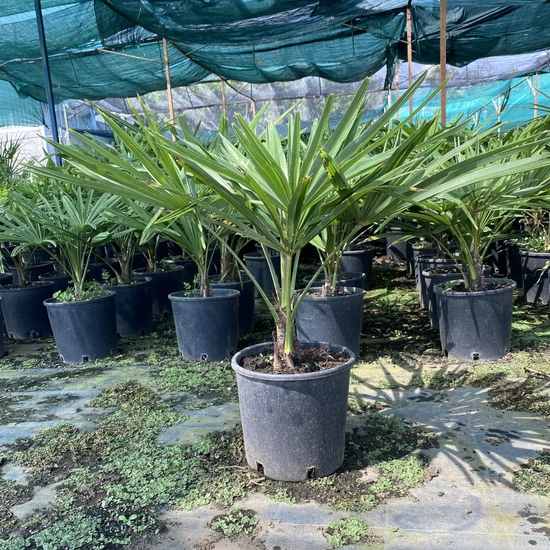 Kínai kenderpálma  CHAMAEROPS EXCELSA 30CM K4