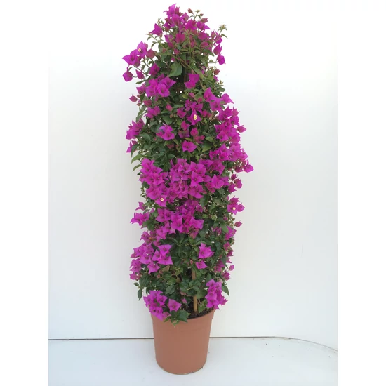 Murvafürt   BOUGAINVILLEA GLABRA SANDERIANA 110CM K9