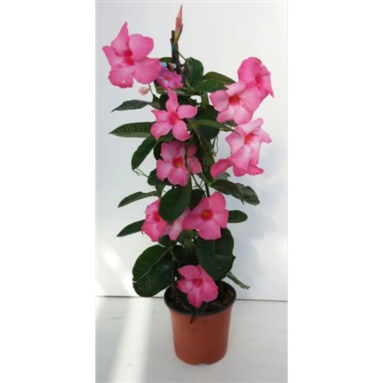 Tölcsérjázmin   MANDEVILLA ALICE DUPONT 70CM K4