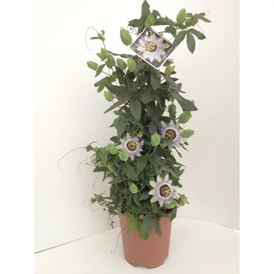 Golgotavirág   PASSIFLORA PIRAMIS 50/70CM K4
