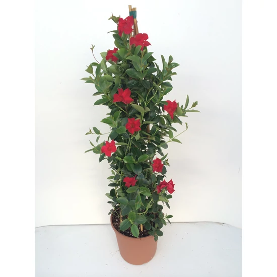 Tölcsérjázmin   SUNDAVILLE PIRAMIS 110CM K9