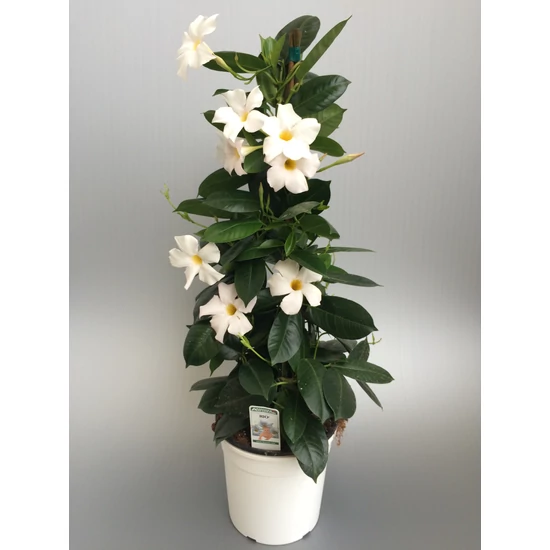 Tölcsérjázmin   SUNDAVILLE PIRAMIS AGATHE WHITE 75CM K4