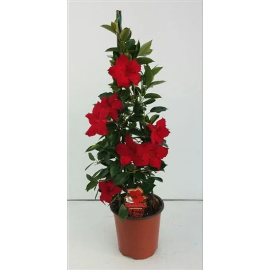 Tölcsérjázmin   SUNDAVILLE EARLY SCARLET PIRAMIS 75CM K4 