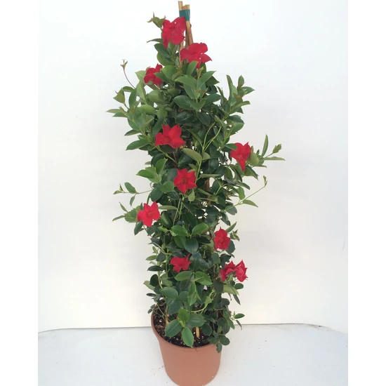Tölcsérjázmin   SUNDAVILLE EARLY SCARLET PIRAMIS 110CM K9