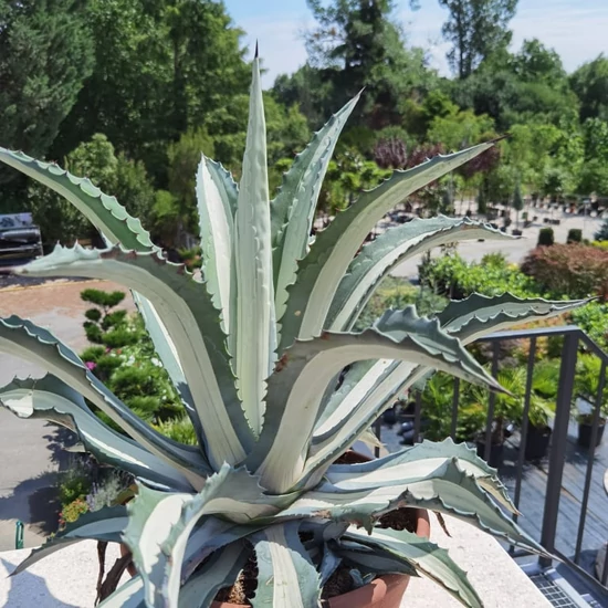 Közönséges agávé  AGAVE AMERICANA MEDIOPICTA BONSAI TÁLBAN K13