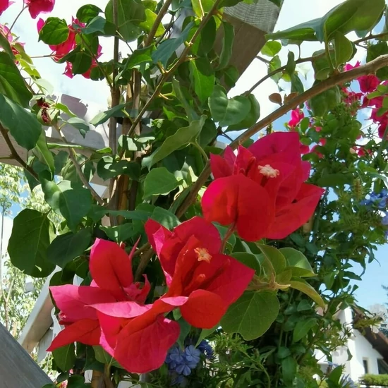 Murvafürt   BOUGAINVILLEA CALIFORNIANA BAMBUSZRA FUTTATOTT K3