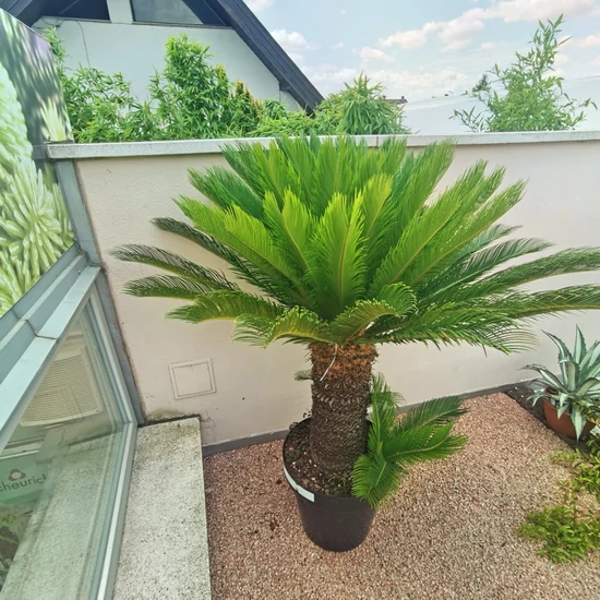 Szágópálma   CYCAS REVOLUTA TÖRZSES K60