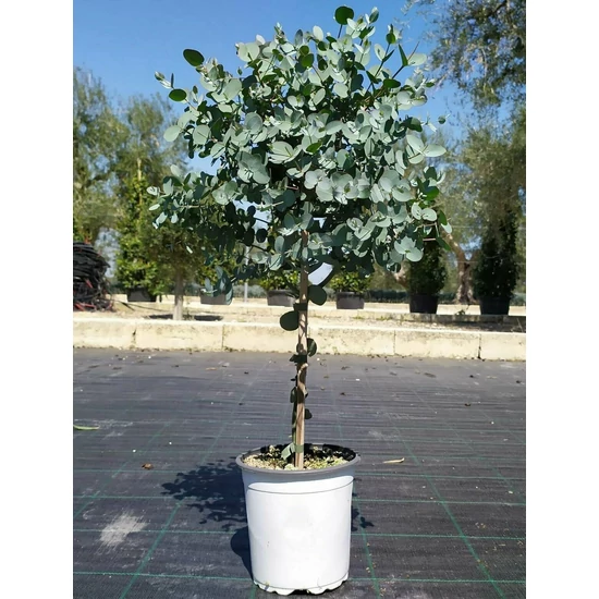 Havasi eukaliptusz  EUCALYPTUS GUNNII MINI TÖRZS K3