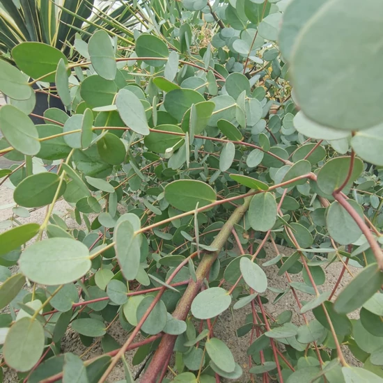 Havasi eukaliptusz  EUCALYPTUS GUNNII T1/4 K13