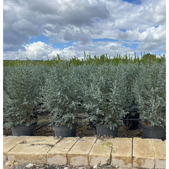 Havasi eukaliptusz EUCALYPTUS GUNNII AZURA K40