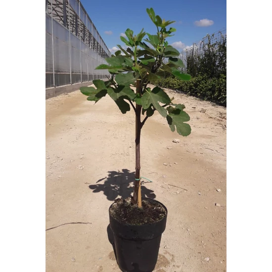 Füge Ficus carica