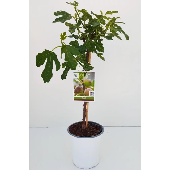 Füge Ficus carica