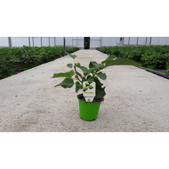 Füge Ficus carica