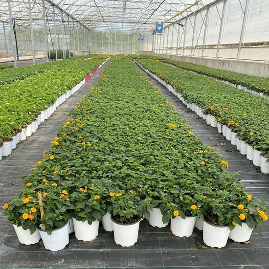 Sétányrózsa   LANTANA CAMARA K3