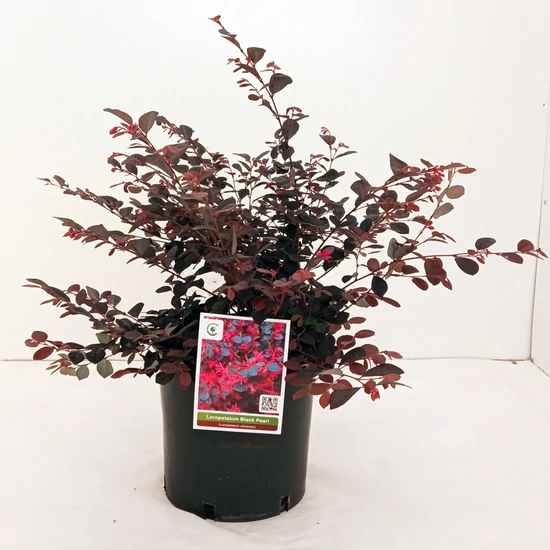 Kínai rojtosvirág   LOROPETALUM CHINENSE BLACK PEARL K10