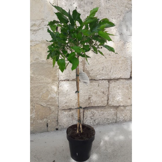 Mojo törpe eperfa Morus rotundifolia
