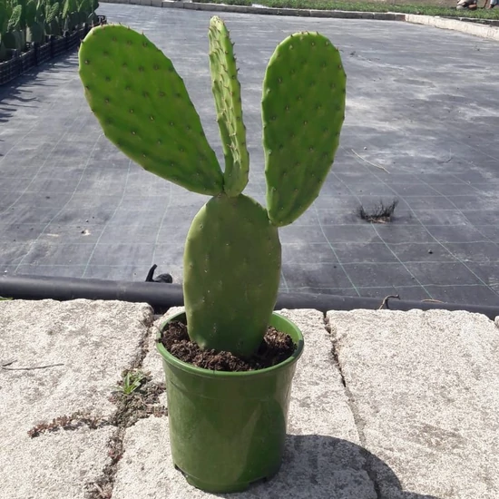 Fügekaktusz   OPUNTIA FICUS INDICA K1,5