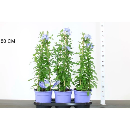 Ólomvirág PLUMBAGO AURICULATA AZUREUM K3