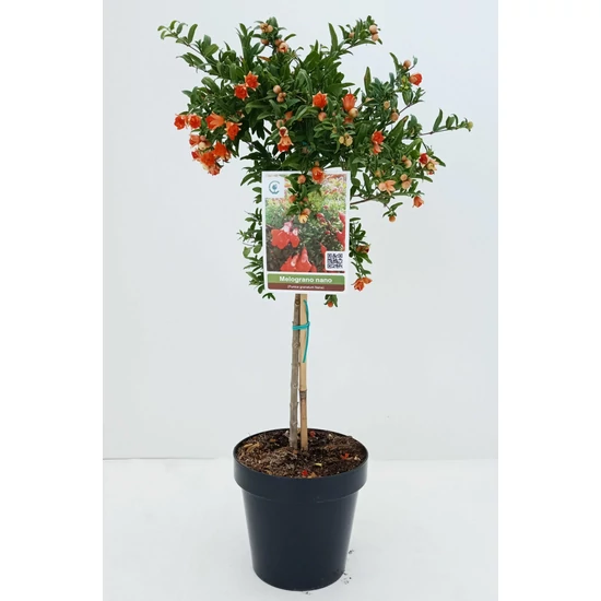Törpe gránátalma  PUNICA GRANATUM NANUM MINI TÖRZS K5