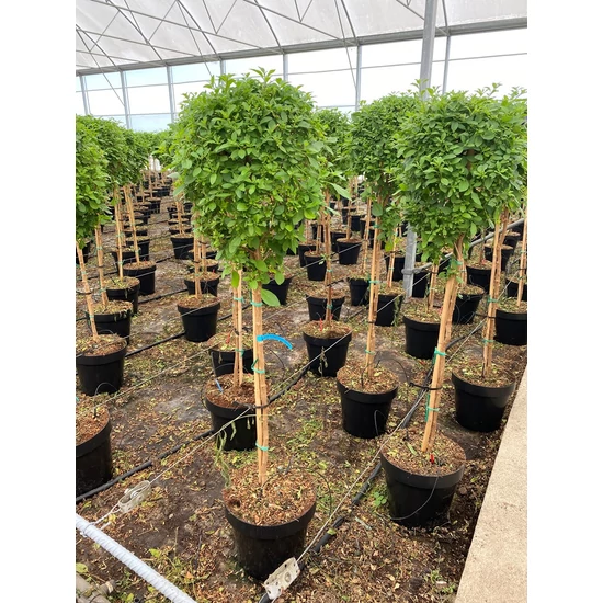 Enciánfa   SOLANUM RANTONNETII BLUE T1/4 K13