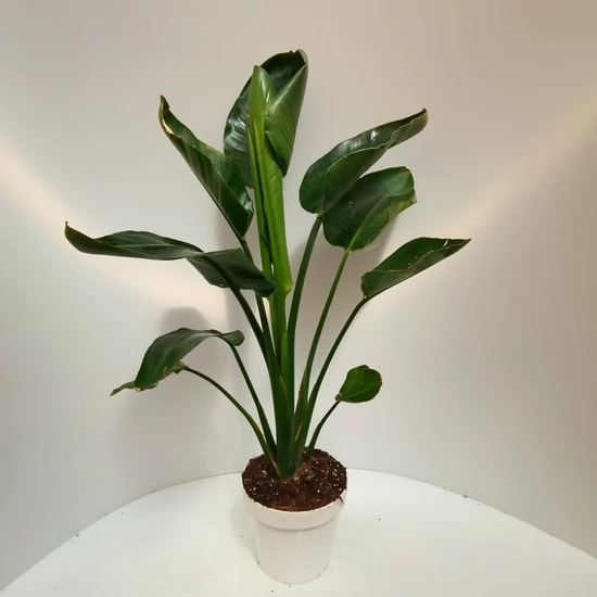 Papagájvirág   STRELITZIA NICOLA K6