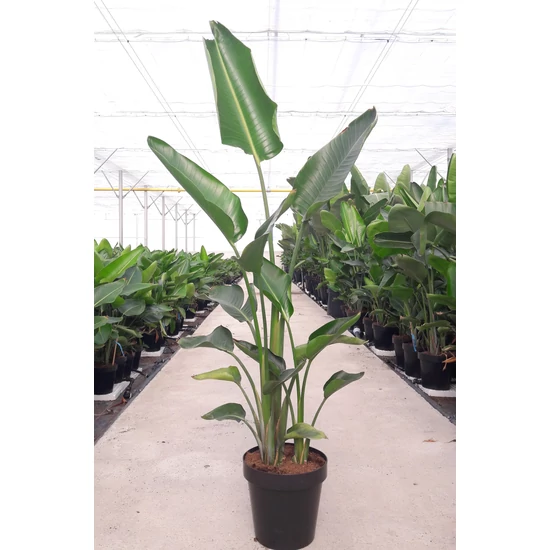 Papagájvirág   STRELITZIA NICOLA K13