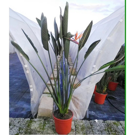 Papagájvirág   STRELITZIA REGINAE K13