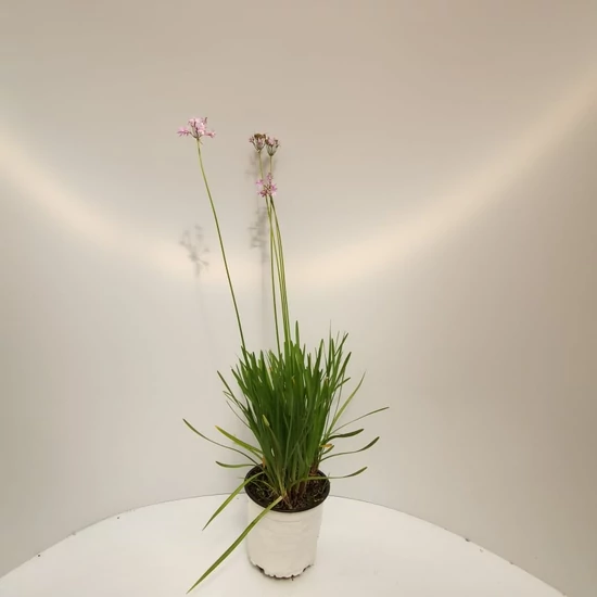 Fokföldi csillagvirág, ehető TULBAGHIA VIOLACEA K3