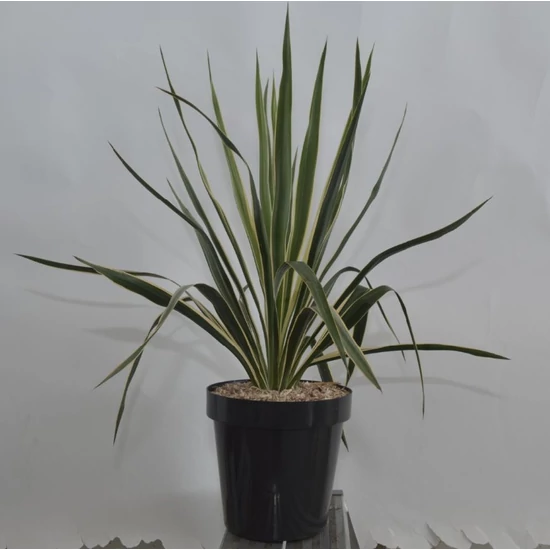 Tarka pálmaliliom   YUCCA FILAMENTOSA BRIGHT EDGE K6