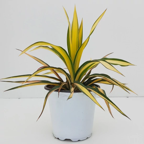 Fürtös pálmaliliom   YUCCA FILAMENTOSA COLOR GUARD K3