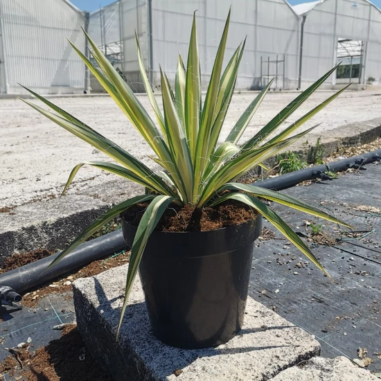 Fürtös pálmaliliom   YUCCA FILAMENTOSA COLOR GUARD K6