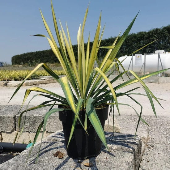 Fürtös pálmaliliom   YUCCA FLACCIDA GOLDEN SWORD K6