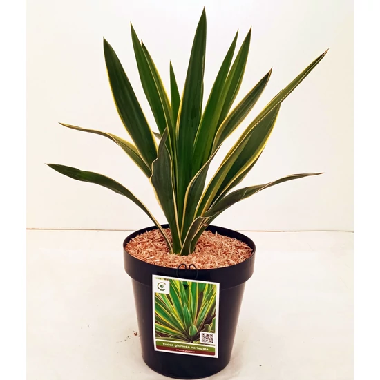 Pompás pálmaliliom   YUCCA GLORIOSA VARIEGATA K3