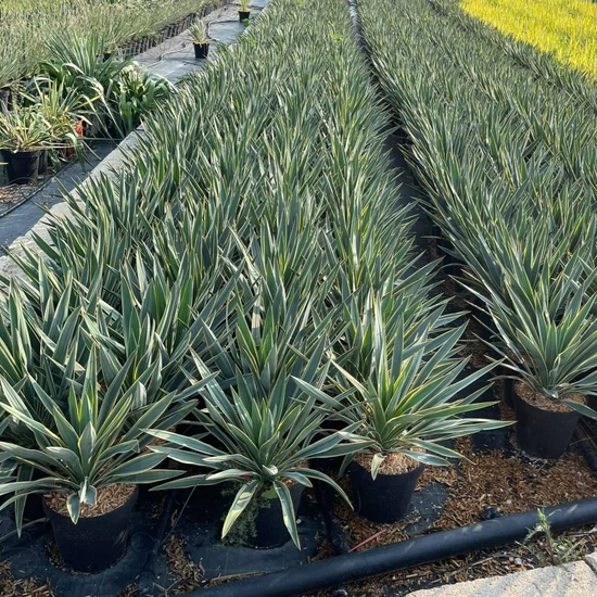 Pompás pálmaliliom   YUCCA GLORIOSA VARIEGATA K6